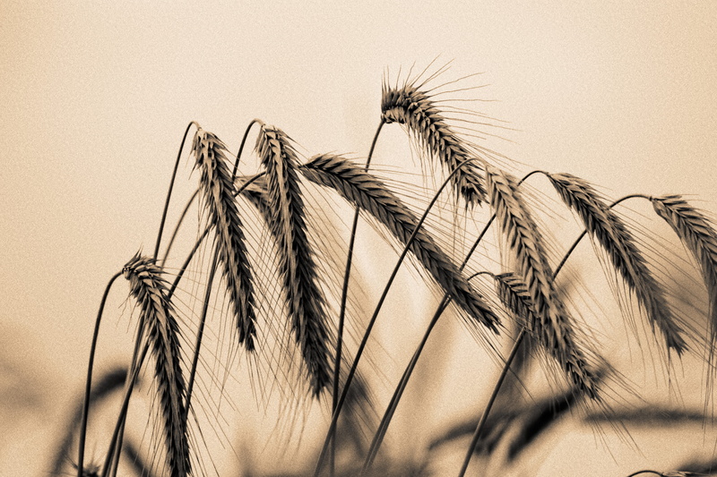 plant, DSC, selective focus, BandW, photography, selective, focus, summer, Bokeh, wheat, Feld, 4K, DxO, Sepia, close-up, Korn, Field, Barley, schwarzweiß