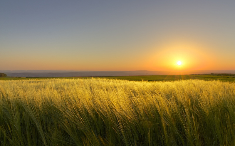 environment, crop, beauty in nature, Germany, tranquil scene, rural scene, 5K, Sunset, landschaft, sky, Landscape, land, tranquility, sunny, growth, sinz
