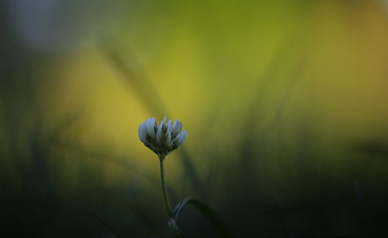 clover, flower, dark, white, 4K, Makro, Trifolium, Feld, natural light, outdoors, springtime, shadow, Garten, plant, Gras, summer, season, grün, nature