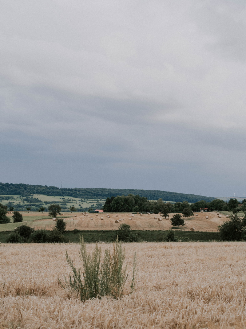 beauty in nature, outdoors, scenics - nature, tranquil scene, day, heu, environment, nature, timothy grass, growth, non-urban scene, tranquility, no people