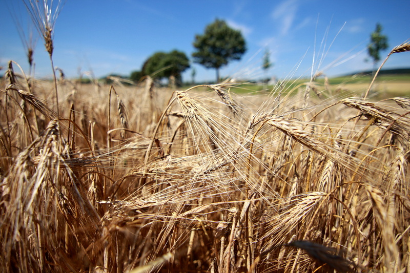 gold Colored, food, grass, Sauerland, DX, Feld, AT-X, straw, nature, farm, Beer, Brew, Bier, Tokina, agriculture, summer, outdoors, Brilon, growth, NRW
