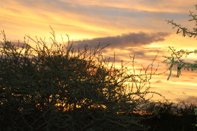 4K, feld, growth, beauty in nature, orange color, sky, thorns, field, tranquil scene, tranquility, idyllic, yellow sunset, tree, outdoors, non-urban scene
