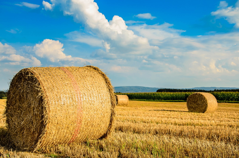 growth, landscaped, Feld, Natur, 4K, summer, blue, daytime, hay, nature, outdoors, crop, rural Scene, sky, roll, yellow, field, farm, Clouds, landscape
