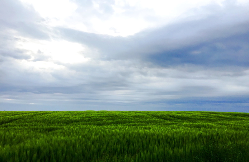green, grass, summer, stimmung, cloud - Sky, sky, weite, green Color, nature, outdoors, landscape, atmosphere, green field, kornfeld, scenics, cloudscape