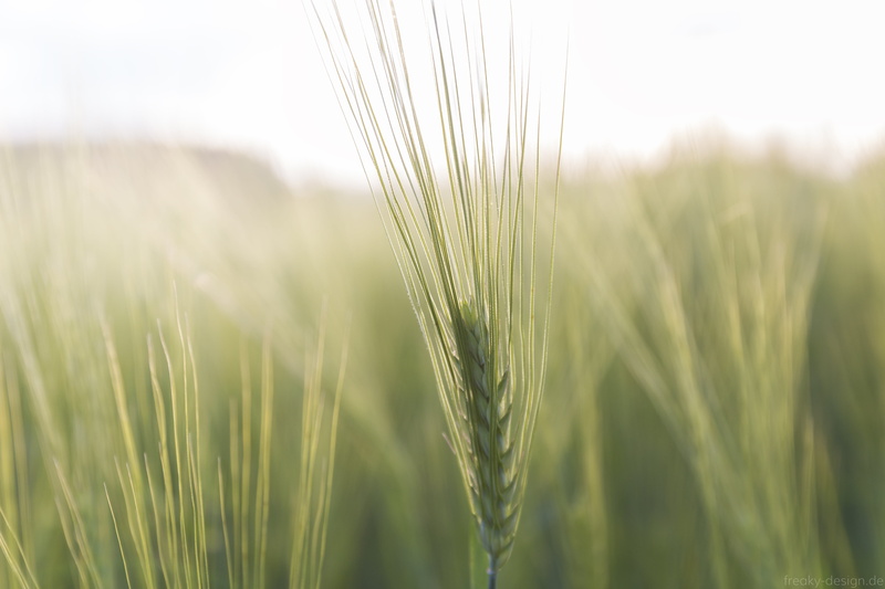 nature, 5K, bokeh, field, rural Scene, eos  700d, seed, agriculture, bayreuth, glow, feld, close-up, food, oberfranken, outdoors, field  corn, natur, ähren
