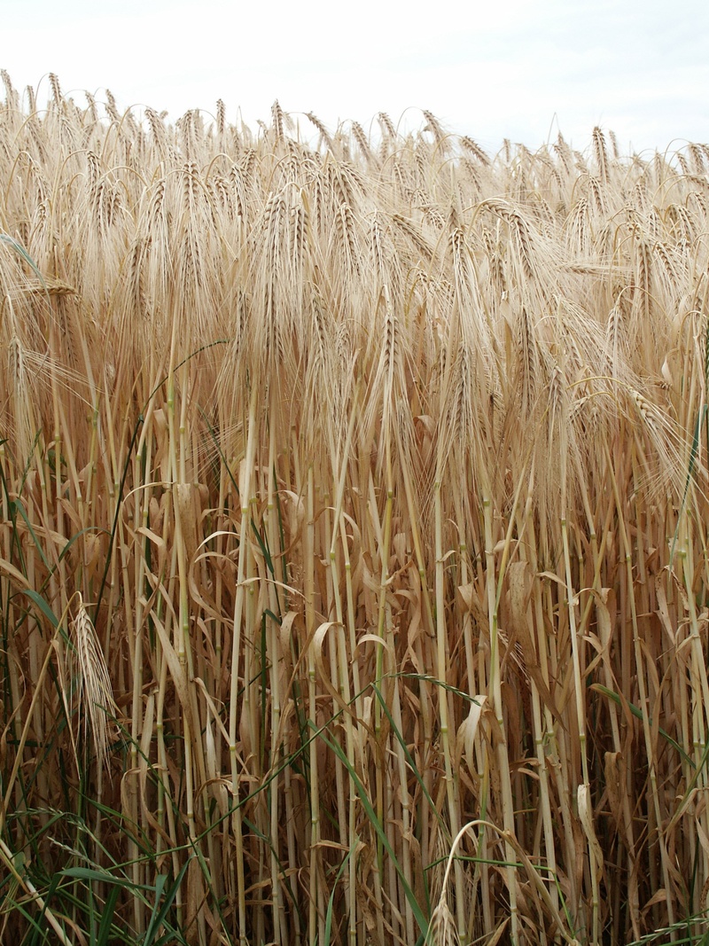nature, feld, plantation, stalk, environment, growth, 2K, corn on the cob, summer, corn, beauty in nature, sky, tranquility, rye, wheat, grain, land, crop