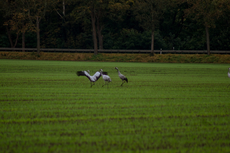 feld, animal themes, group of animals, mammal, field, landscape, outdoors, tree, animal, 4K, land, animals in the wild, vögel, nature, green color, grass