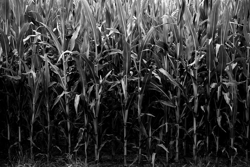 grain, food, natur, 5K, mais, bamboo - plant, day, no people, texture, schwarzweiss, plant, cereal plant, landscape, pflanze, farm, rural scene, nature