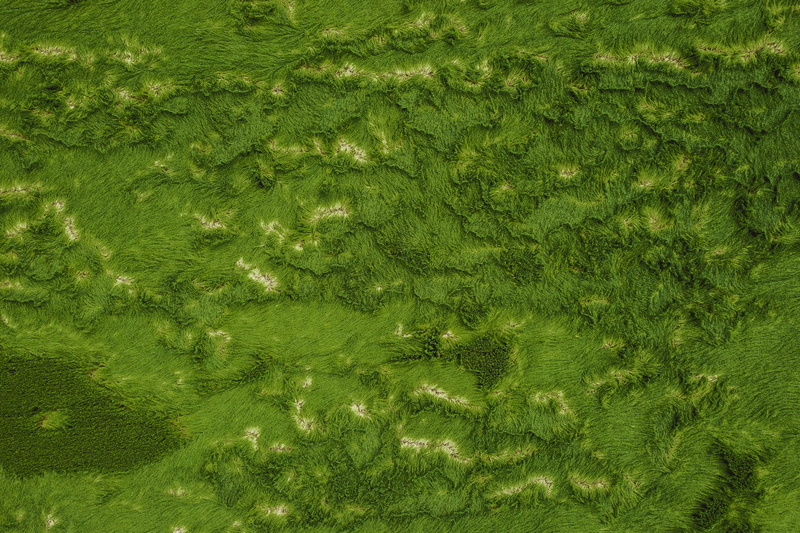 greeny, water, no people, seaweed, abstract, waterfront, green, weed, moss, beauty in nature, pollution, food, green color, pattern, full frame, backgrounds
