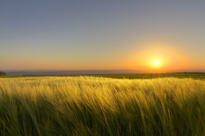 nature, hour, grass, photo, Sunset, sky, End, green, dusk, Sinz, Landscape, golden, 5K, Feld, yellow, Field, green grass, summer, agriculture, rural Scene