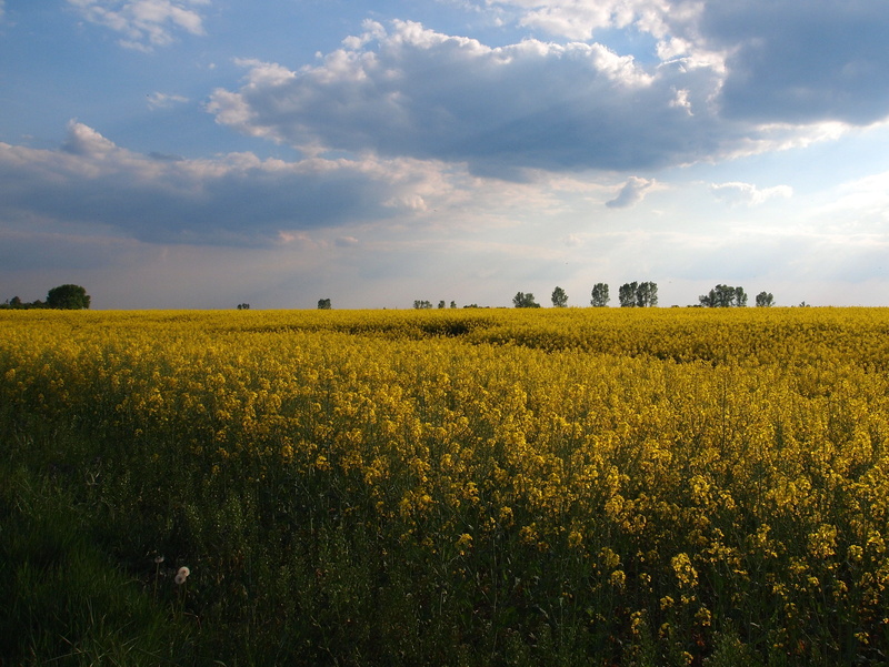 petaled, rural Scene, sky, blue, flowers, Feld, nature, crop, Germany, cloud - Sky, 2K, bed, field, Raps, summer, outdoors, yellow, oilseed Rape, farm