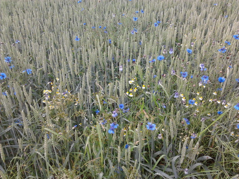 blumenfeld, kornblume, kamille, abundance, no people, grass, vulnerability, beauty in nature, freshness, flower, close-up, growth, nature, fragility, 1080P