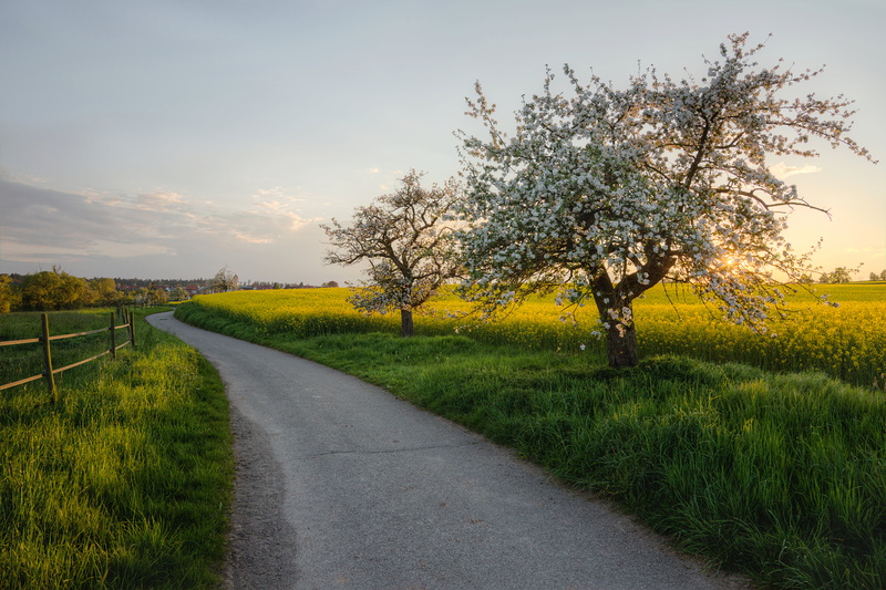 farm, trees, beside, summer, Wiese, Baden Württemberg, Raps, rural Scene, 5K, sky, Apfelbaum, outdoors, Weg, gray, tree, concrete, nature, white, road