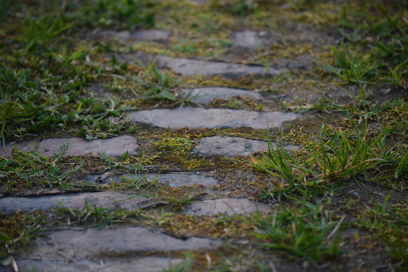 grass, rock, solid, growth, field, green color, stepping stone, selective focus, footpath, plant, wet, alter weg, rain, high angle view, moss, water, land