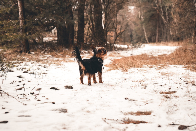 tan, tree, snow, german shepherd, grass, canine, pet, plant, outdoors, pets, field, light, gras, daytime, vertebrate, black, surrounded, animal themes