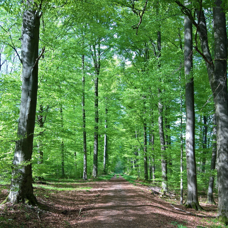 trail, leaf, forest path, growth, sunny, green, summer, road, direction, shadow, plant, away, outdoors, landscape, land, long, bamboo - plant, mood, tree