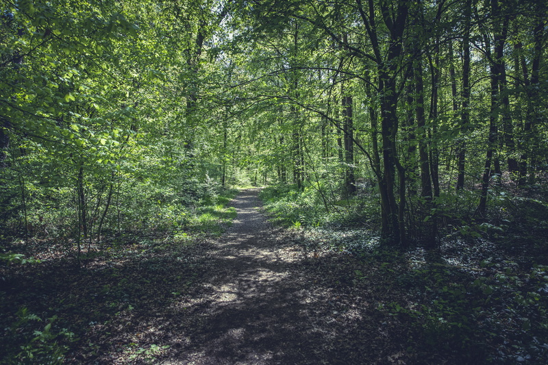 green color, outdoors, away, direction, bamboo - plant, hike, land, woodland, foliage, trail, landscape, 5K, non-urban scene, sunny, enjoyable hike, tranquil scene