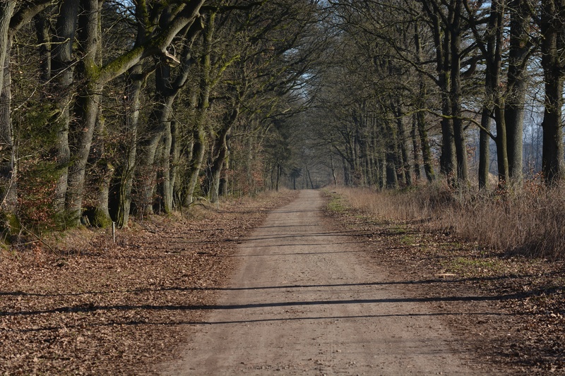 outdoors, forest, dirt road, non-urban scene, day, trail, 5K, tree trunk, away, land, tranquil scene, no people, direction, transportation, long, the way forward