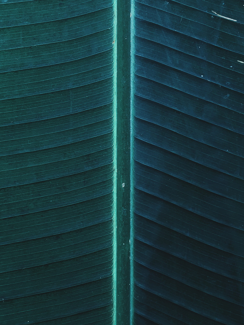 tree, berlin, striped, textured, outdoors, floral, leaf, banana leaf, growth, beauty in nature, blue, leave, crystal, 2K, germany, detail, day, texture