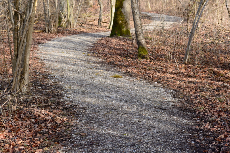 direction, woodland, day, nature, change, Away, growth, tranquil scene, Nature, tree trunk, grass, tree, non-urban scene, road, dirt road, 4K, trail, Forest