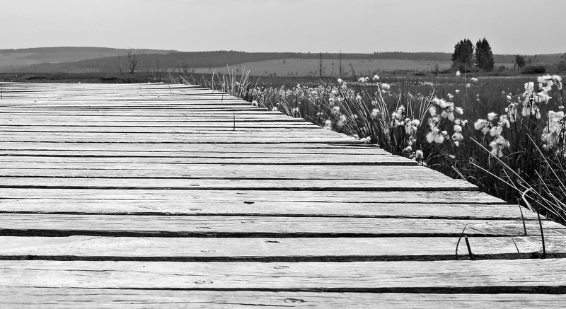 day, black And White, field, pier, iris, High, Moor, diminishing perspective, landscape, scenics - nature, wood, the away, high venn, the way forward, nature