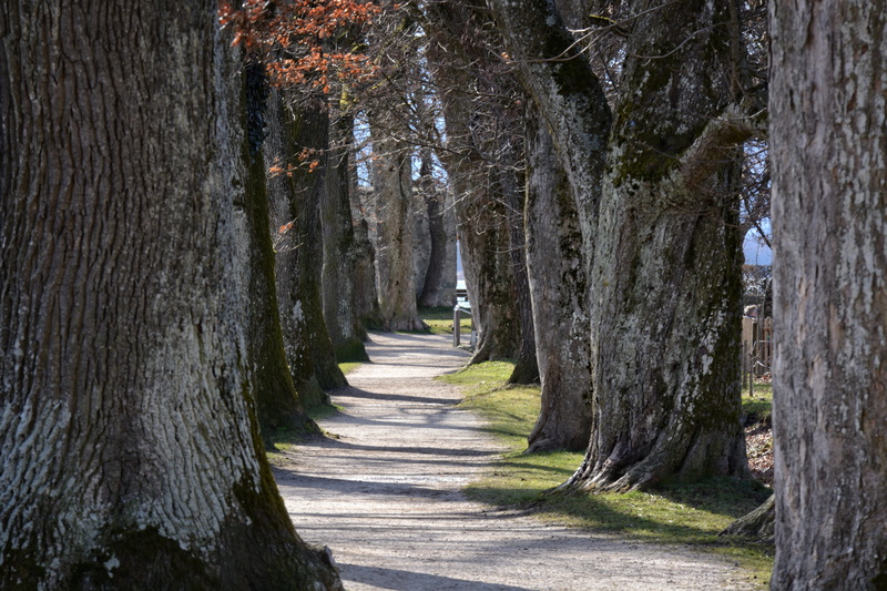 forest, growth, 5K, avenue, day, no people, trees, road, tree, plant, tree trunk, trail, away, treelined, tree lined avenue, nature, sunlight, tranquility