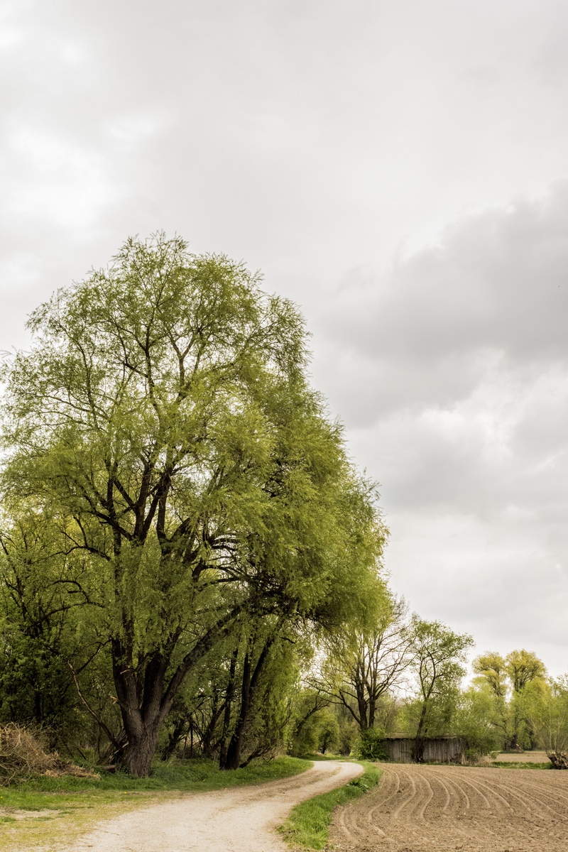 plant, alter weg, clouds, scenics - nature, degree, green, path, summer, grove of trees, avenue, swinging, dramatic, mood, panorama, no people, cloud - sky