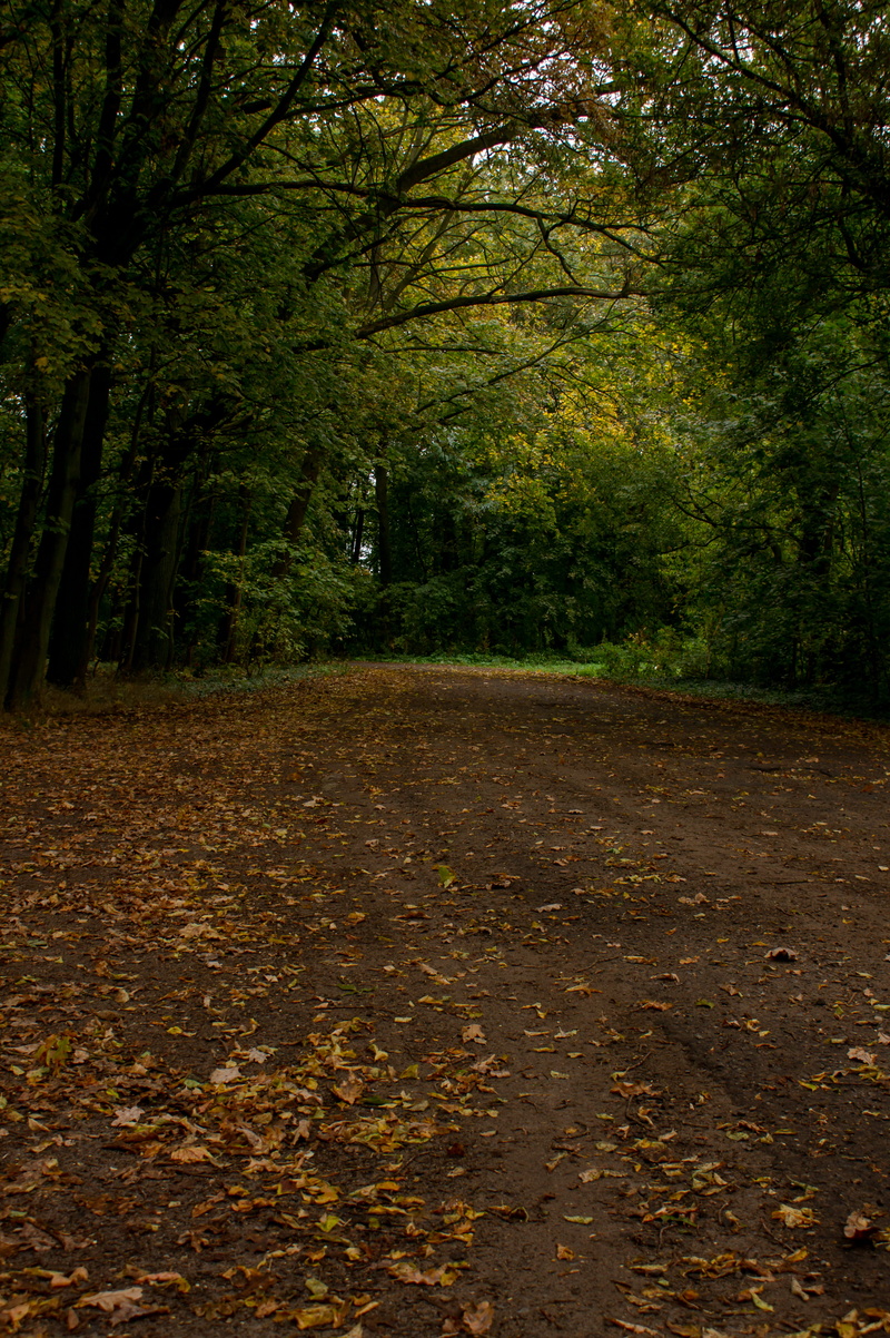 no people, land, forest, falling, environment, leaf, herbst, tranquil scene, outdoors, woodland, landscape, tree, weg, leaves, beauty in nature, growth