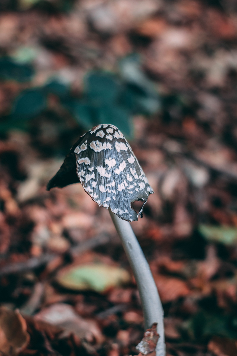 one animal, animals in the wild, nature, day, focus on foreground, field, invertebrate, animal wildlife, animal themes, insect, engelauer weg, land, dannau