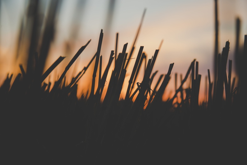 orange color, growth, moody, non-urban scene, closeup, holden, close-up, beauty in nature, cloud - sky, nature, hour, selective focus, field, no people