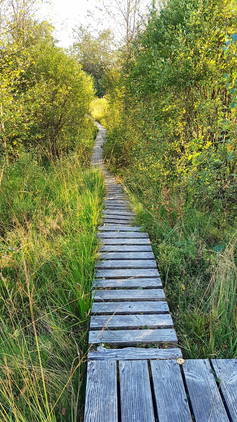 wood, wood paneling, wood - material, tranquil scene, tree, direction, day, the way forward, green, beauty in nature, footpath, tranquility, nature, 4K