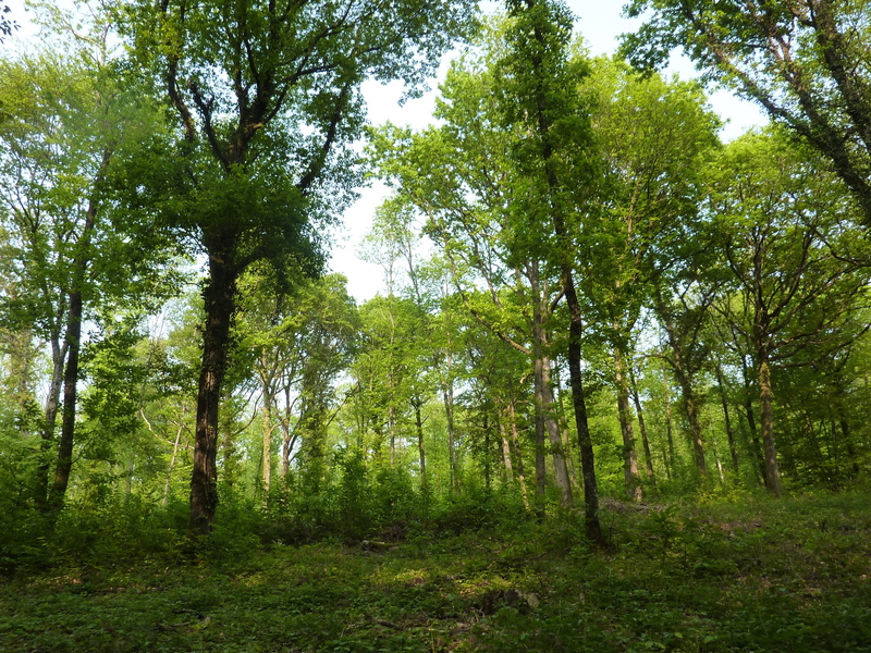 light radius, tranquil scene, trunk, tranquility, no people, green foliage, lush foliage, scenics - nature, green leaves, nature, under wood, non-urban scene