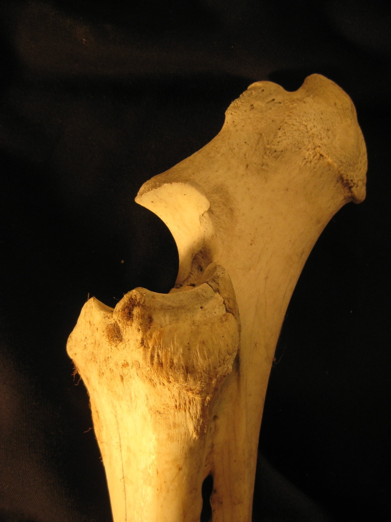 bone, skeleton, anatomy, animal themes, one animal, art and craft, animal, leg, mammal, indoors, 1080P, animal body part, black background, animal wildlife
