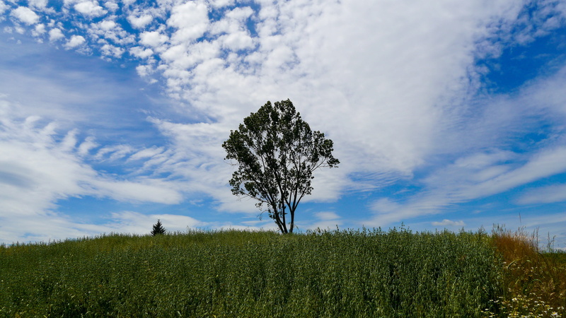 colored, meadow, green color, white, cloud, plants, green, lane, sunny, pine tree, the colour of the, non-urban scene, spring, no people, the sun
