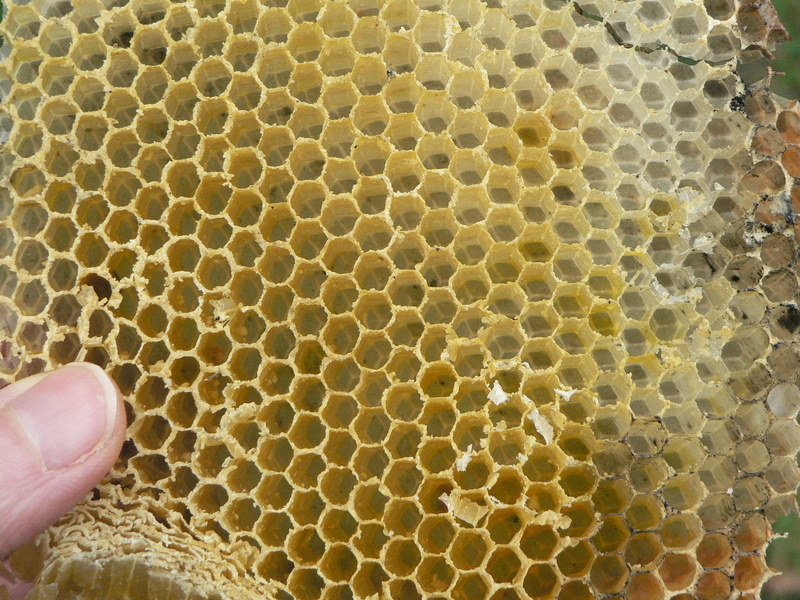 unrecognizable person, honey bee, animal, honey, human hand, holding, apiculture, animals in the wild, close-up, hand, Wax, finger, Beekeeping, real people