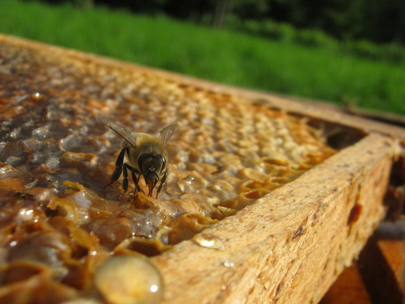 plant, invertebrate, 2K, arthropod, wood - material, animals in the wild, outdoors, framework, bee, animal wildlife, no people, insect, close-up, honey