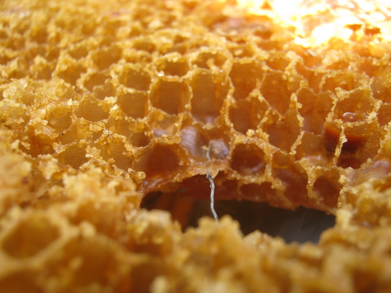 close-up, alveoli, hive, reserves, no people, dietary fiber, selective focus, nature, macro, wax, food and drink, 2K, healthy eating, organic, backgrounds