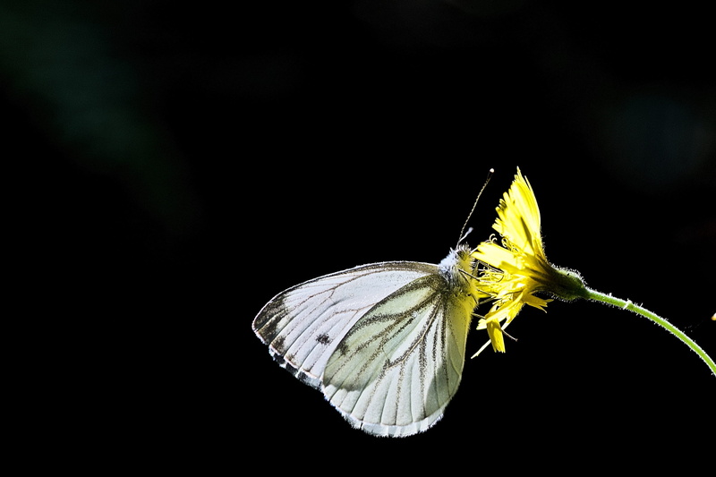 2K, moth, romantic, no people, sun, butterfly, backlighting, studio shot, animal, copy space, animal wing, insect, invertebrate, beauty in nature, animals in the wild