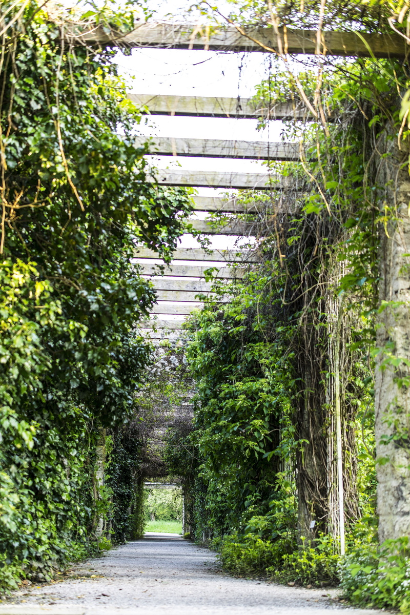 fouling, trees, plant, low, entwined, path, tree, 5K, garden, park, immediately, green color, no people, atmosphere, incidence of light, Love, overgrown