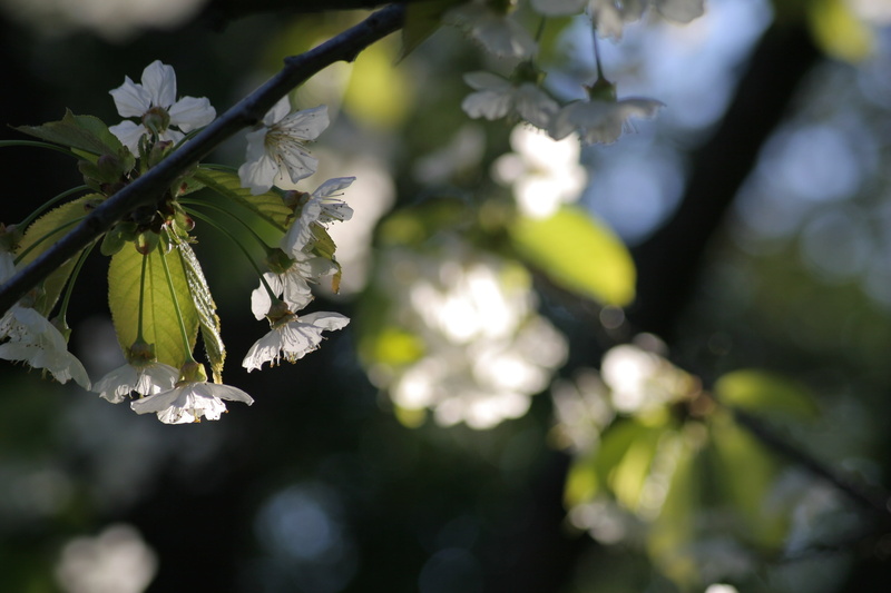 bloom, flower head, beauty in nature, focus on foreground, flower, close-up, white, nature, white color, outdoors, plant part, vulnerability, growth, day