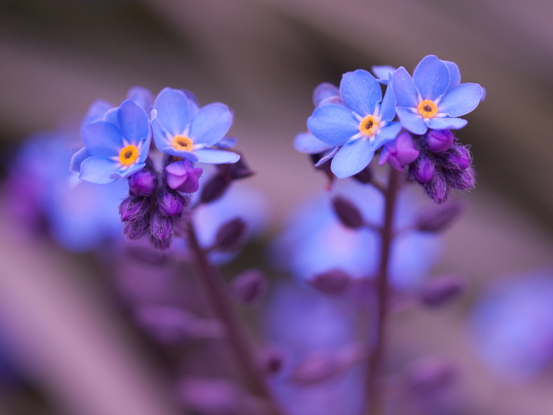 digital-slr, plant, flowers, outdoors, photography, nots, digital-camera, Forget-me-nots, forget, garden, family, Forget-me-not, Forget Me Not, nature