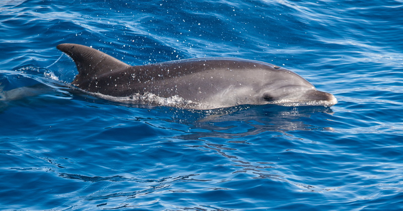 digital-camera, animal, underwater, Zuiko Digital, event, vacation, ocean, water, SLR, trip, holiday  island, body of water, sea, digital-slr, Gran Canaria