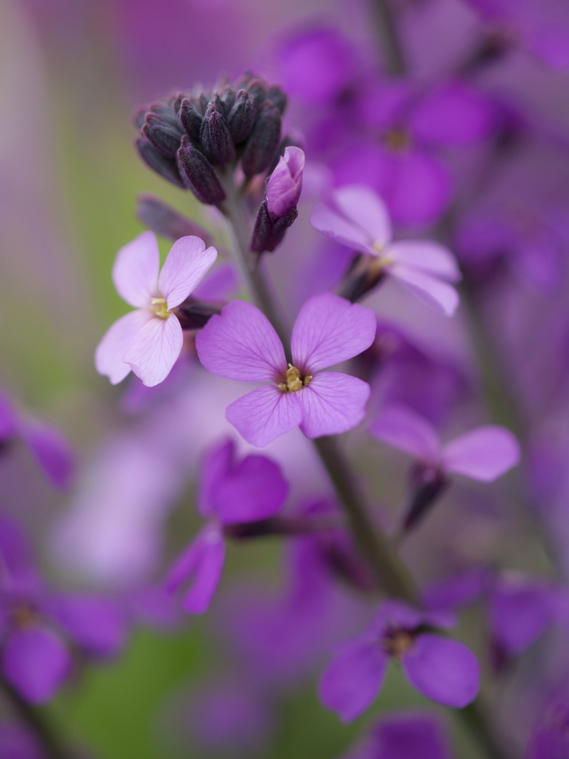 event, nature, photography, petal, shallow focus, flower, trip, flowers, daytime, day out, shallow, beauty In Nature, pink Color, Zuiko Digital, close-up