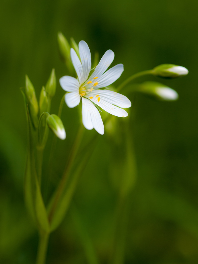 close-up, photo, nature, summer, green Color, family, Buais, Lesser Stitchwort, event, digital-camera, 2K, yellow, petal, close, vacation, Zuiko Digital