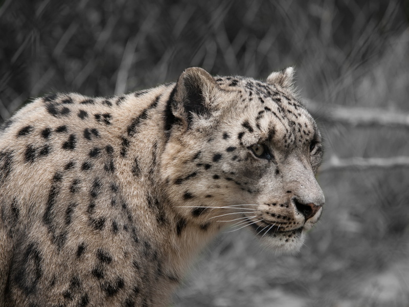 2K, wildlife  zoo, vacation, Olympus E-3, feline, Zuiko Digital, safari Animals, fur, digital-camera, USA, captivity, danger, Snow Leopard, animal Head