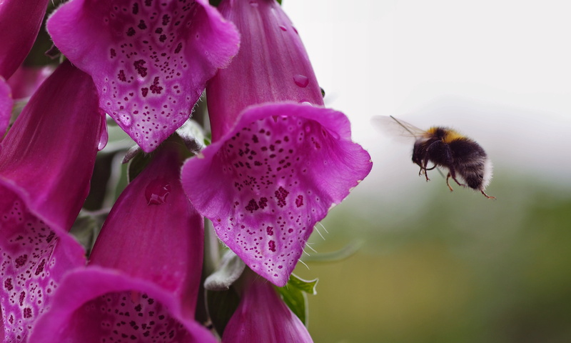 selective focus, photography, pollen, nature, plant, Spring, f2, focus, pollination, springtime, D E, foxglove, purple Foxglove, zd, E-1, close-up, Micro 4/3