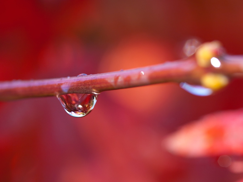 stem, Olympus E-3, rain, Surrey, branch, maple tree, colourful, outdoors, plant, digital-camera, drop, park, day out, 2K, Busbridge, reflection, dew, water