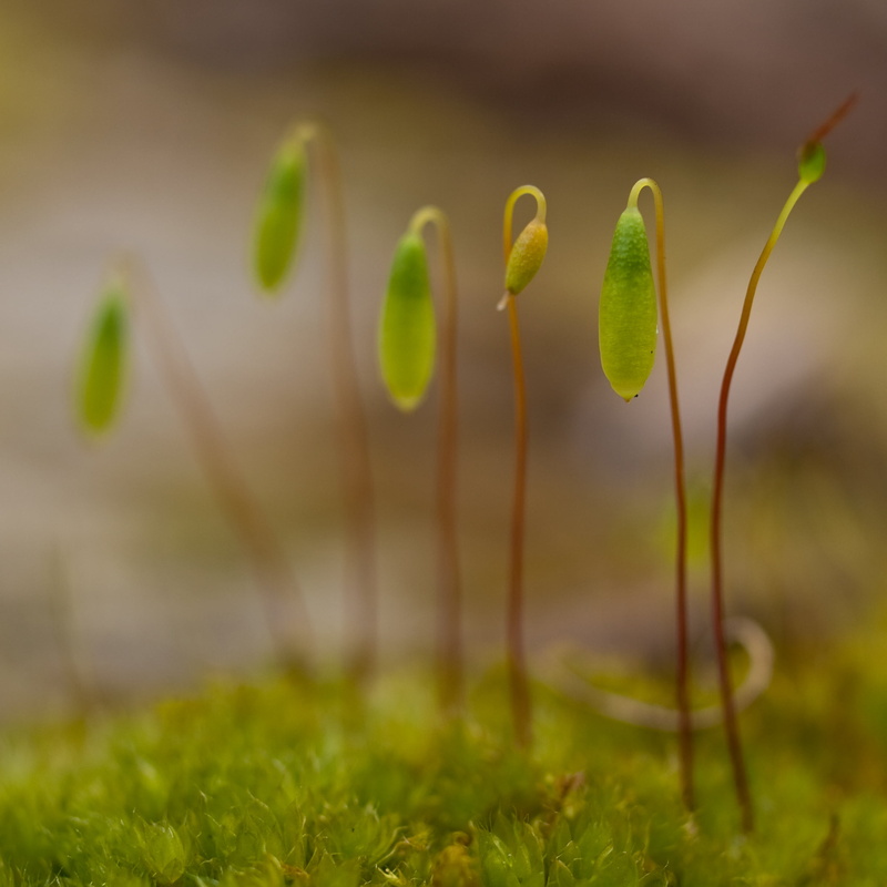 springtime, Olympus, nature, E-3, family, 35mm, environment, moss, dew, macro, park, Zuiko Digital, freshness, 1080P, leaf, green Color, digital-slr, outdoors