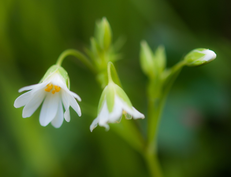 photography, close-up, trip, flowers, beauty In Nature, white, digital-camera, vacation, 2K, Lesser Stitchwort, Buais, petal, selective, focus, flower