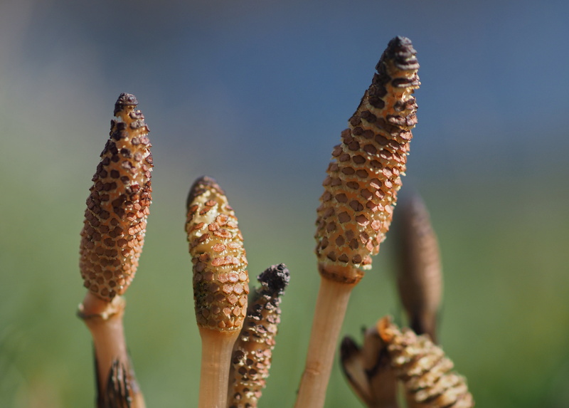 f2, fern, D E, Equisetum, m1, 1  E, plant, horsetails, Micro 4/3, plants, olympus  OM, 4K, brown, zuiko, zd, horsetail, johnson, E-1, Spring, nature, macro